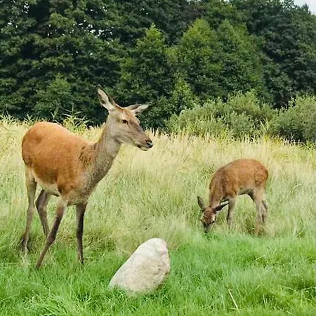 אכסניה Nadmorski Zakatek