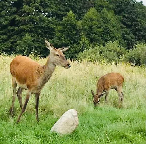 Деревянный коттедж Nadmorski Zakatek